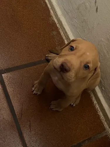 Pitbull filhote macho