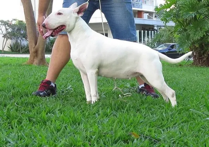 Bull Terrier Branco Macho Forte e Saudável com Procedência Garantida