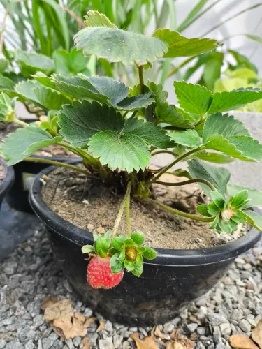 Morangueiro, NPK, Fertilizantes, Adubos, Terras