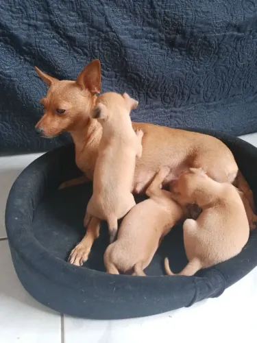 Cachorrospinches