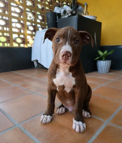 Filhote American Pit Bull Terrier - Femêa - 2 Meses
