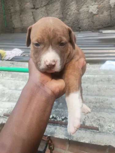 Pitbull