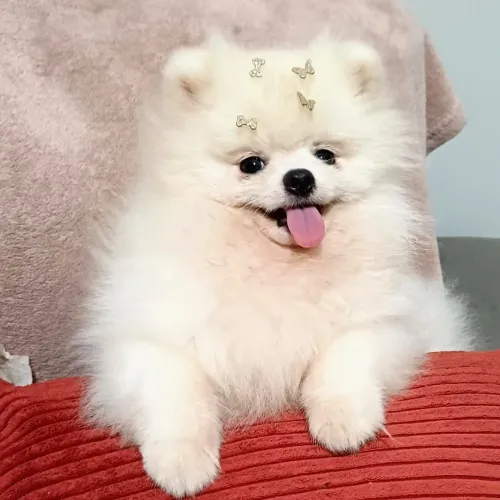 Spitz Alemão macho anão micro
