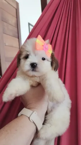 Lhasa apso