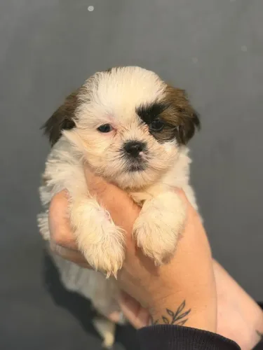 ? Shih Tzu à Venda | Um Novo Companheiro Para Sua Família