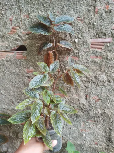 Begônia