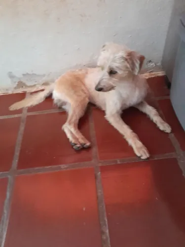 Doação de um lindo cachorrinho