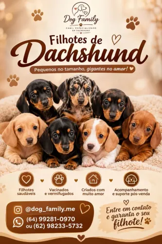 Lindos Dachshund