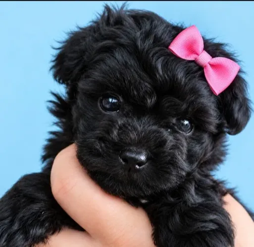 POODLE MICRO