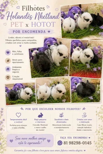 Coelho holandês nhetland pet x Hotot