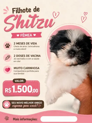 Filhote de Shitzu fêmea