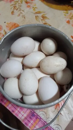 Ovos de perua