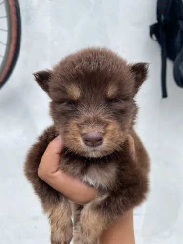 Filhote de Husky Siberiano