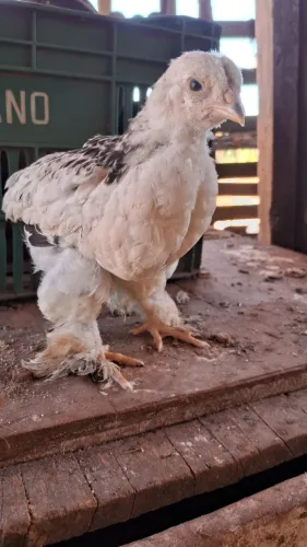 Franguinhos Brahma light 