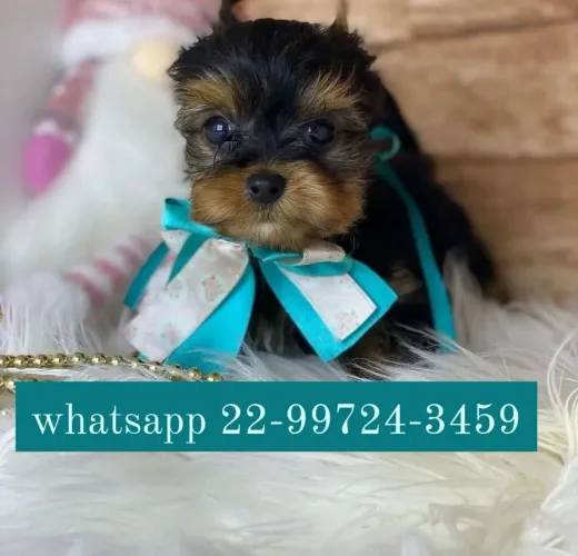 Yorkshire Terrier micro com pedigree!