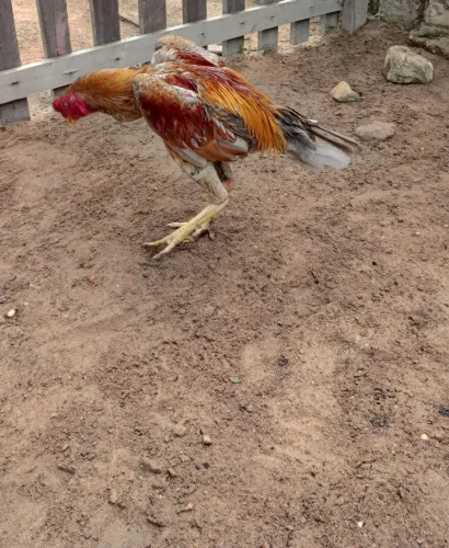 Frango carioca shamo