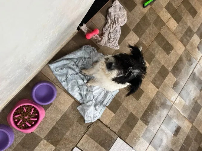 Cachorra pra doação