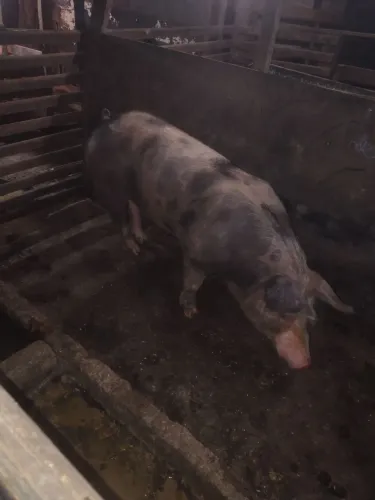Barão pietran pra vender