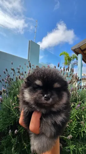 Lulu da pomerania macho