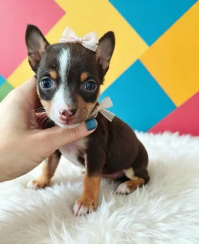 Pinscher Doce Presença