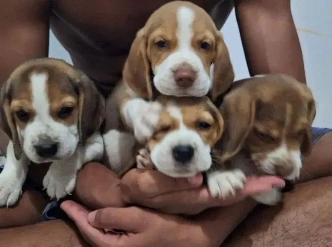 Beagle Um pet para quem gosta do melhor