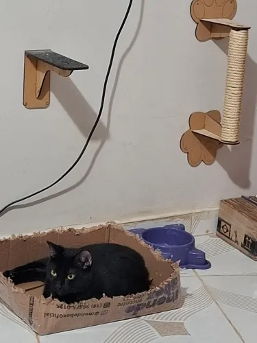 DOAÇÃO DE GATA