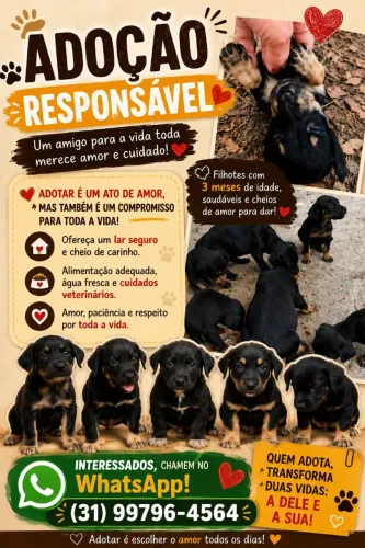 Doação de cachorros filhotes de médio porte!
