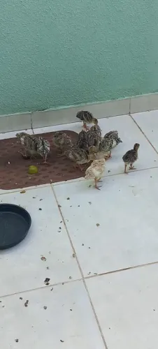 Lindos filhotes de perus