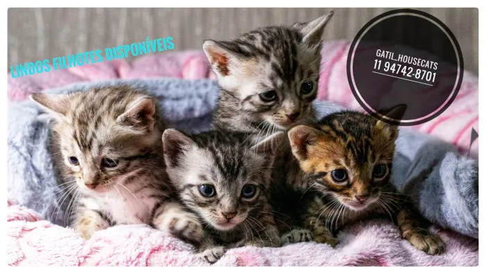 Lindos filhotes de bengal disponíveis.