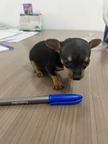 Pinscher preto canela 0