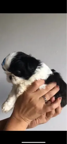 Macho de Shihtzu retirada final do mês 