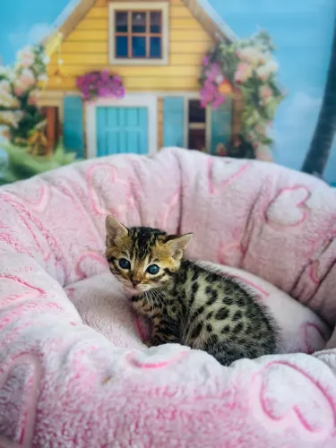 Filhote de Gato Bengal - Beleza Exótica e Companhia!