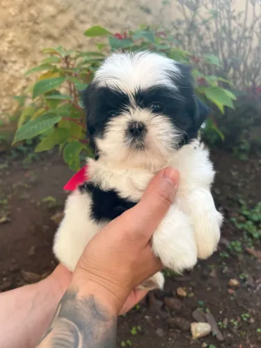 Filhote Shih Tzu - Pelúcia de Patinhas!