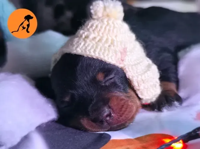 Filhotes de Dachshund (Salsicha,Teckel)  disponíveis.