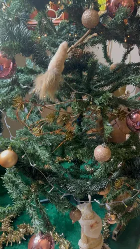 Árvore de Natal sem enfeites