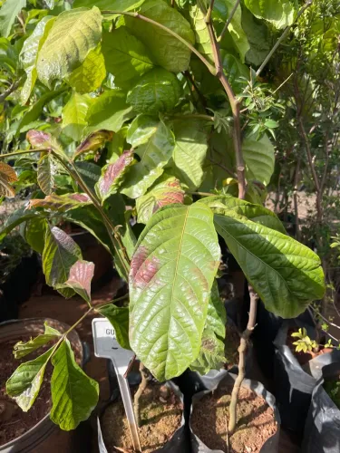 Guaraná 