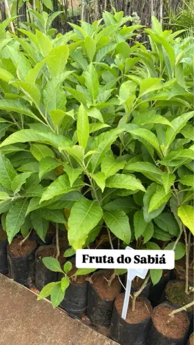 Mudas de Fruta do Sabiá 