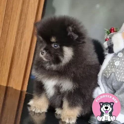 Spitz Alemão - 10x sem juros - Pedigree CBKC