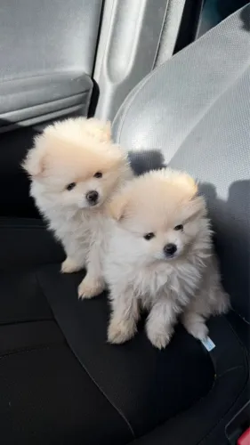 Splitz alemao | Filhotes