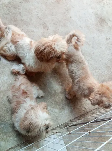 3 shihtzu adultas por 2000