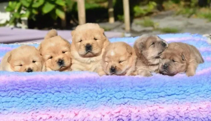 filhote Chow-chow, Dê um lar para um filhotinho e ganhe amor para sempre!