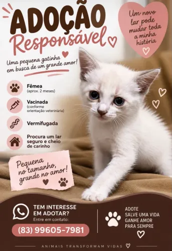 Linda gatinha para adoção