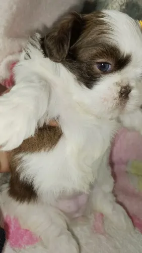 Shihtzu fêmeas 