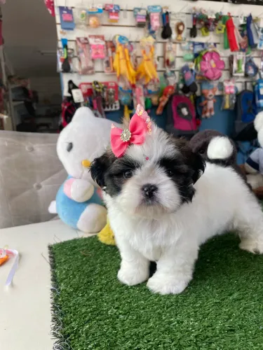 Shih tzu fêmea tricolor $2.300,00