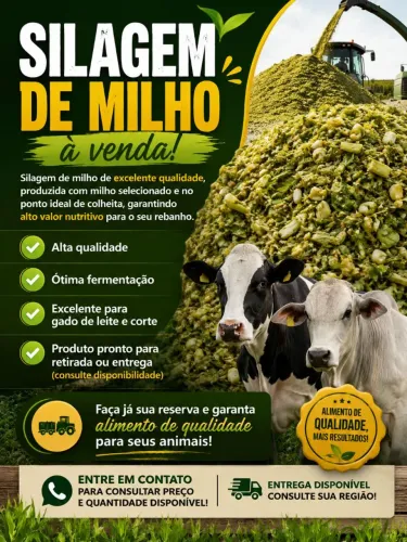 Silagem de Milho 