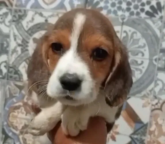 Beagle lindos e saudáveis 