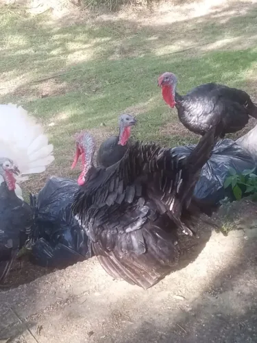 Vendo casal de peru.