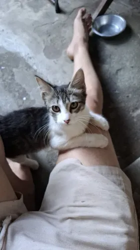 Gato macho para adoção