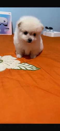 Lulu da pomerania