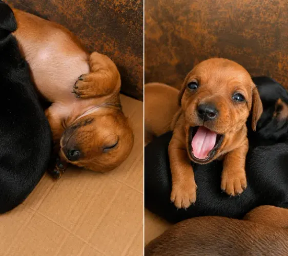 Vendo Filhotes de Basset Dachshund